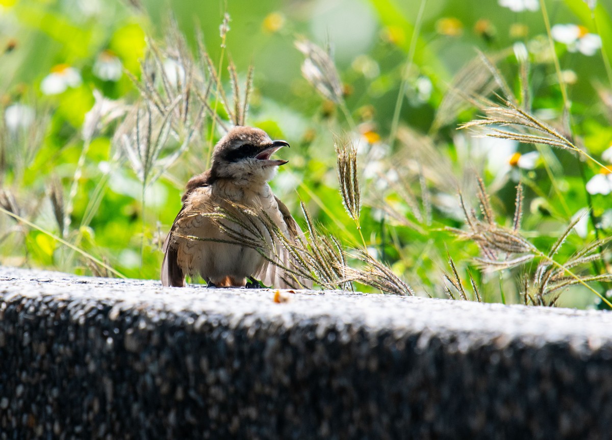 Brown Shrike - ML276699771