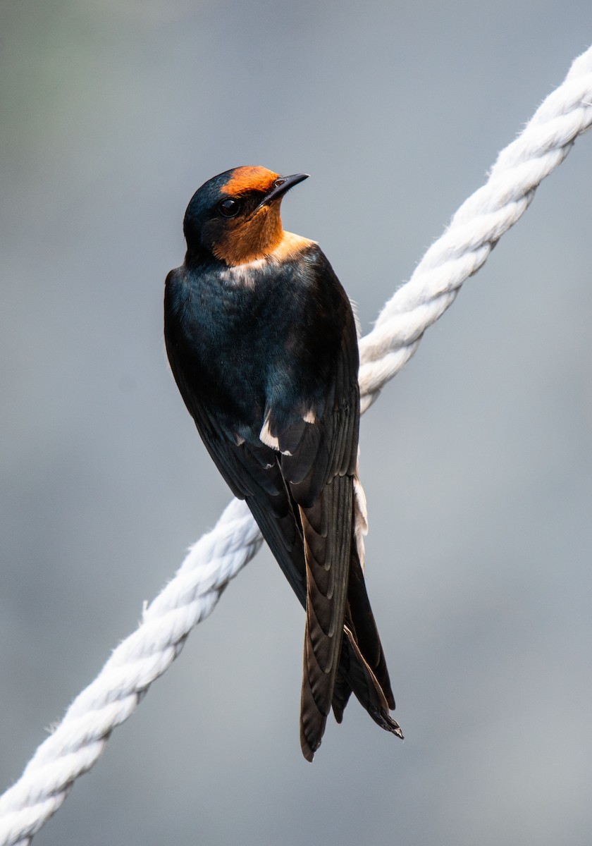 Pacific Swallow - ML276699791