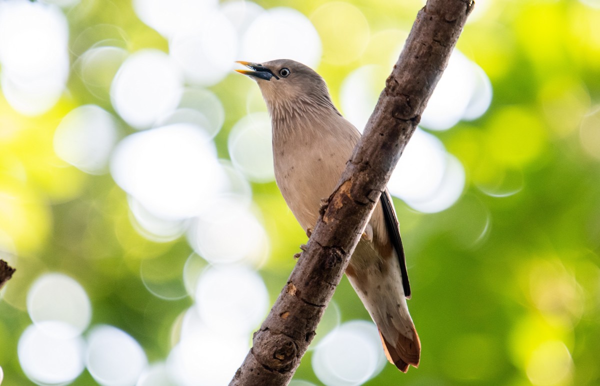 Chestnut-tailed Starling - Liu JYUN-FU