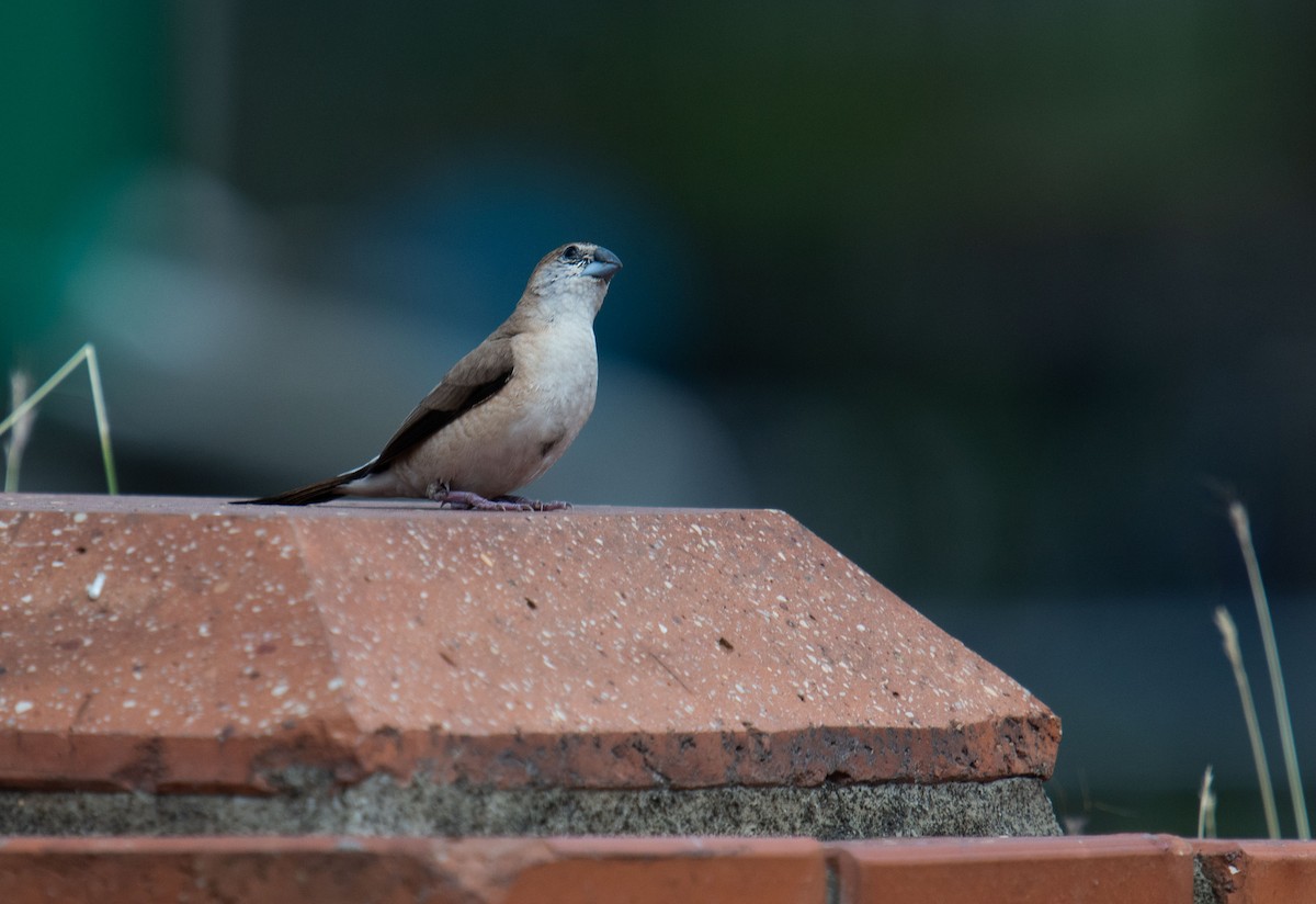 Indian Silverbill - Liu JYUN-FU