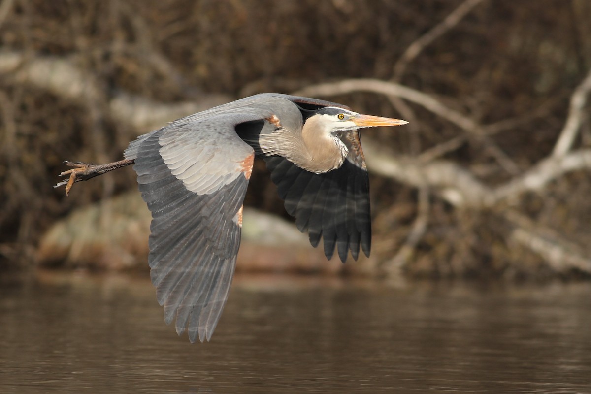 Great Blue Heron - Evan Lipton