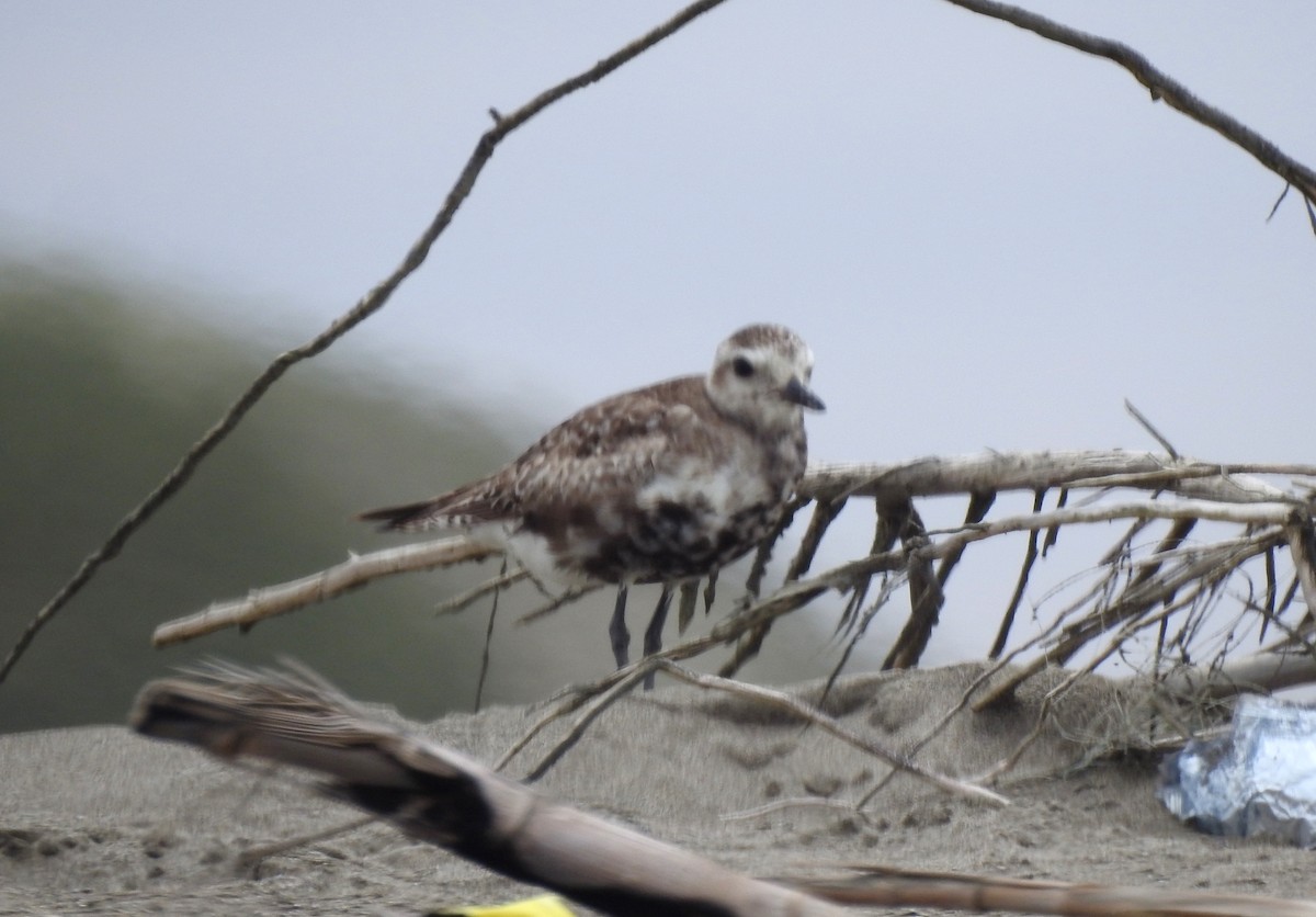 Black-bellied Plover - ML276701861