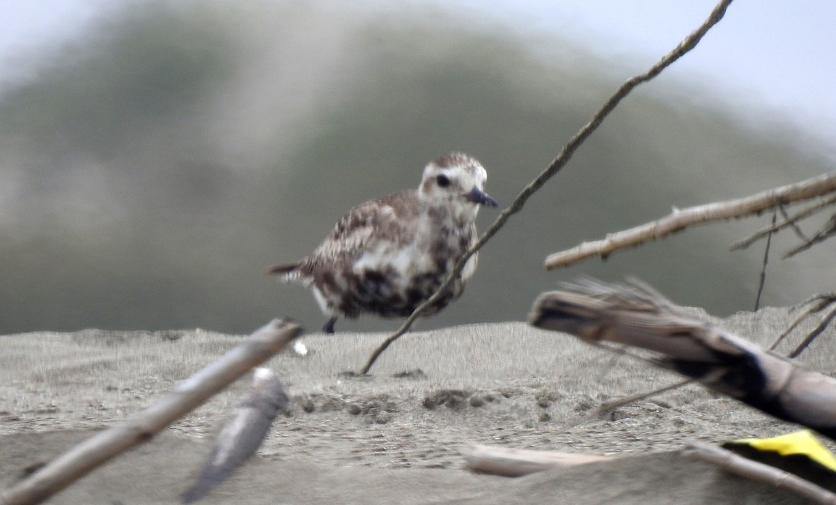 Black-bellied Plover - ML276701881