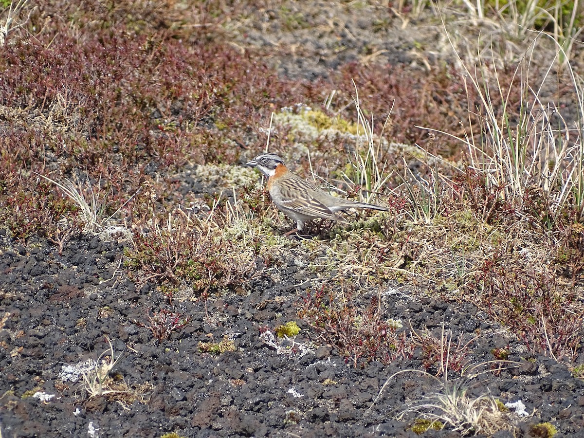 Rufous-collared Sparrow - ML276704071