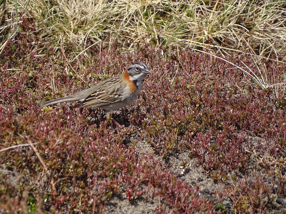 Rufous-collared Sparrow - ML276704141