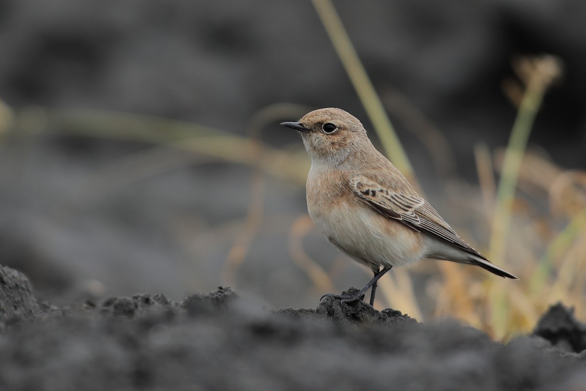 Pied Wheatear - Jeran Lin