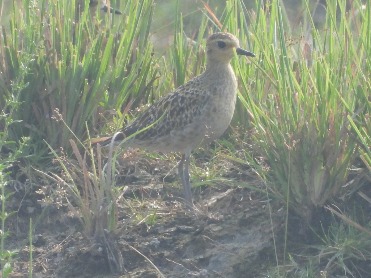 Pacific Golden-Plover - ML276705351