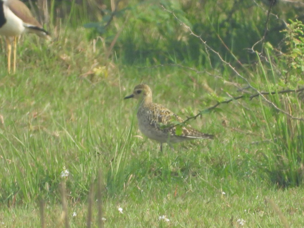 Pacific Golden-Plover - Ragothaman Venkataramanan