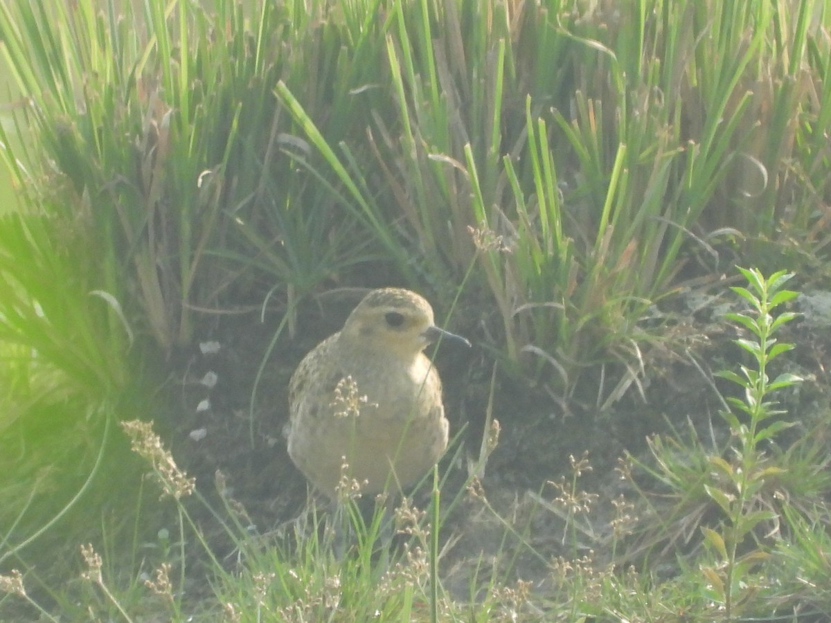 Pacific Golden-Plover - ML276705371