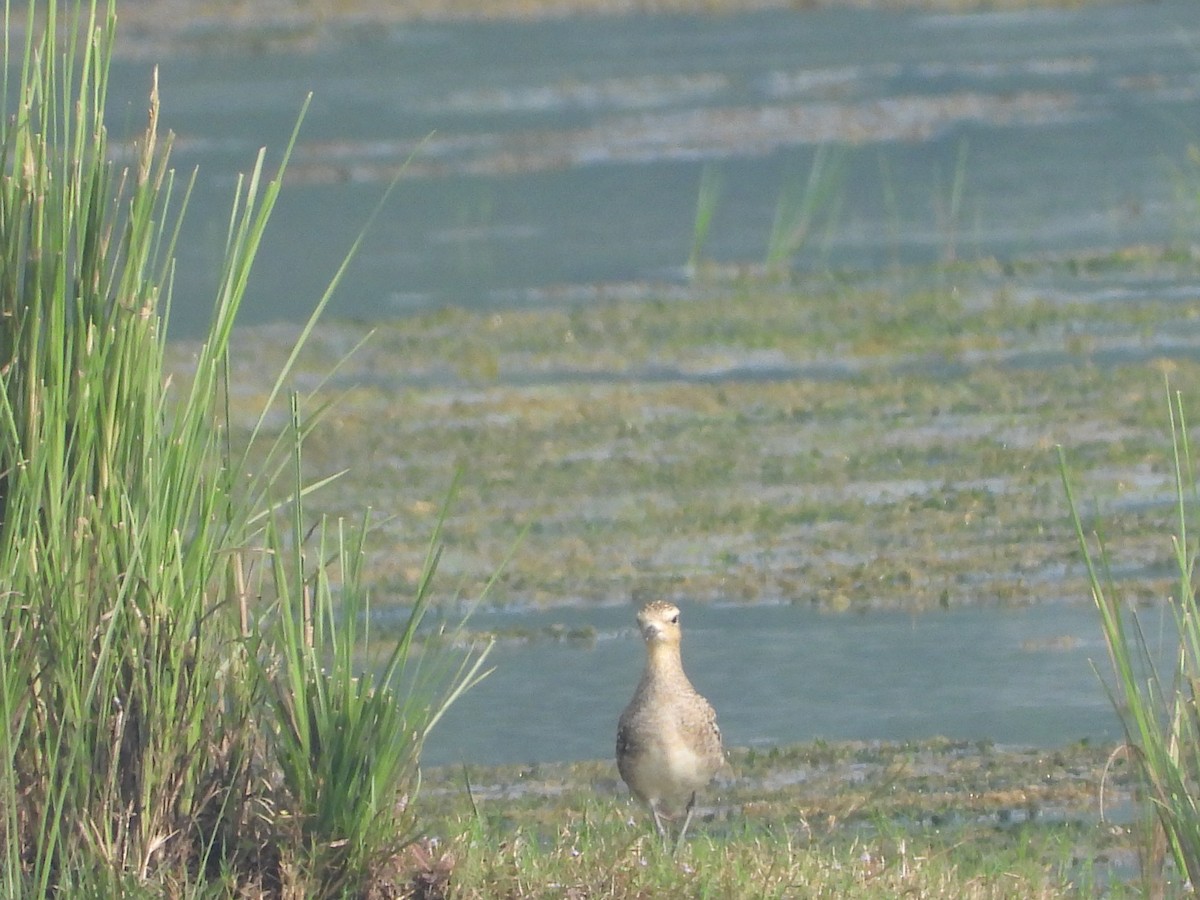 Pacific Golden-Plover - ML276705381