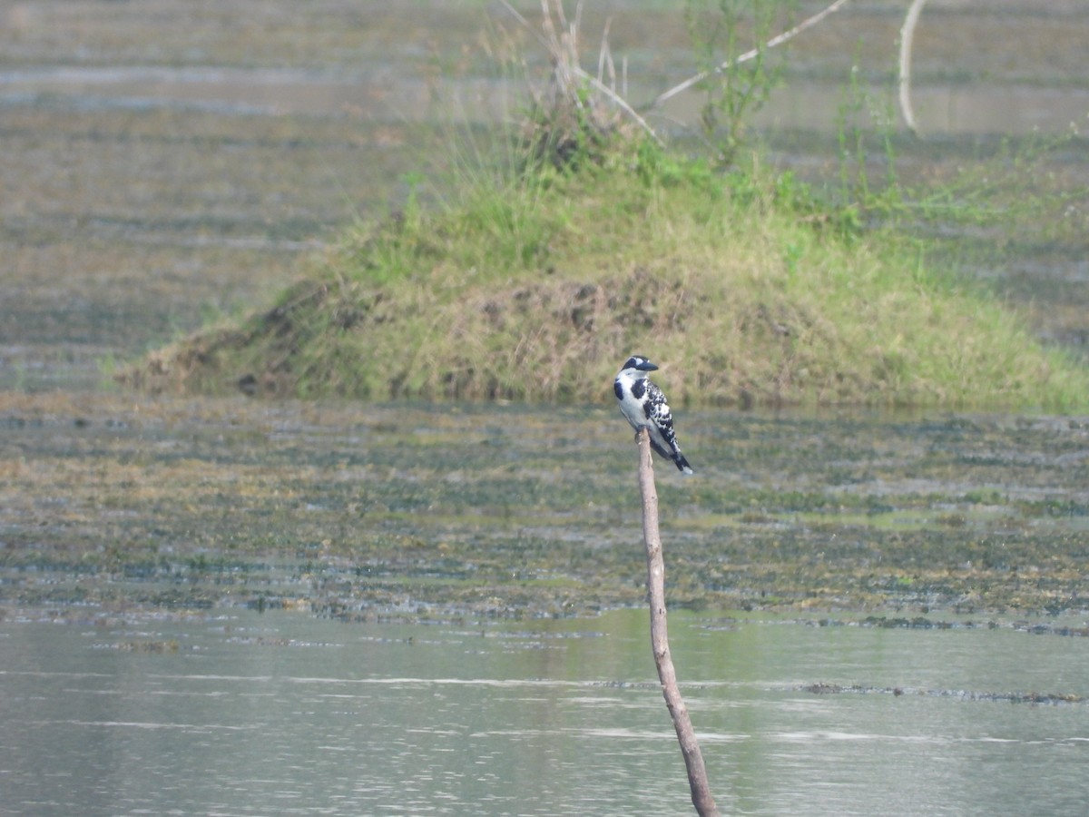 Pied Kingfisher - ML276705901