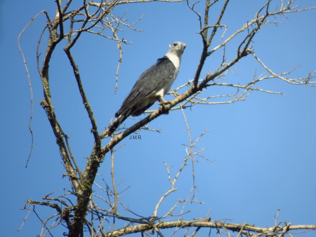 Gray-headed Kite - Julián Retamoza