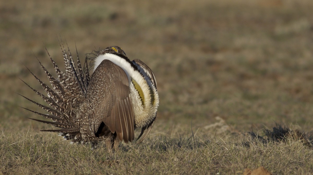 Greater Sage-Grouse - ML27670721
