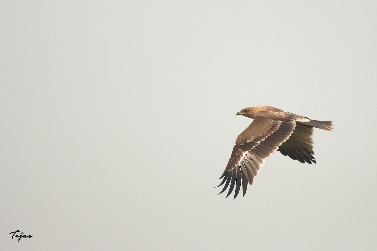 Indian Spotted Eagle - ML276709561