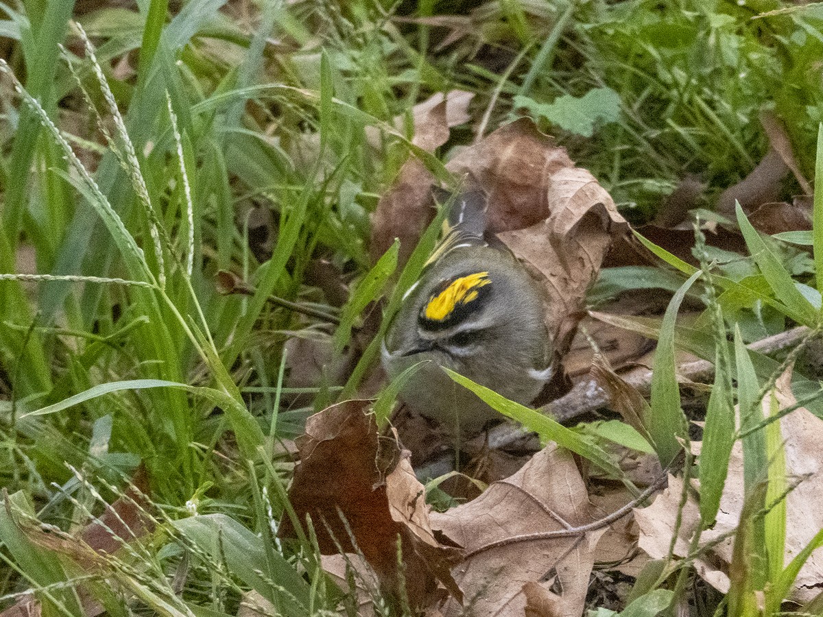 Golden-crowned Kinglet - ML276710581