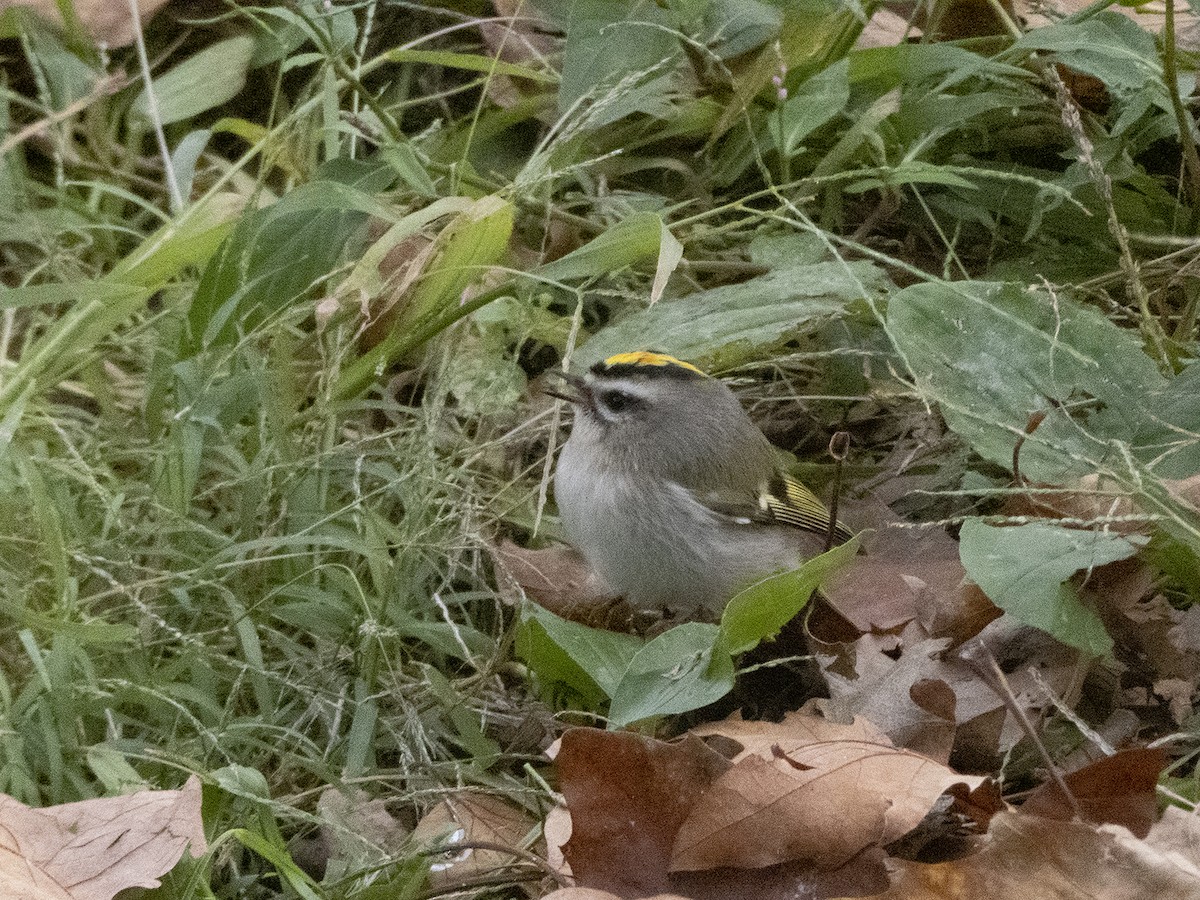 Golden-crowned Kinglet - ML276710591