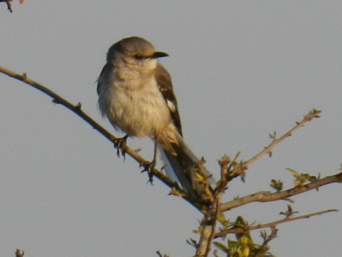 Northern Mockingbird - ML27671151