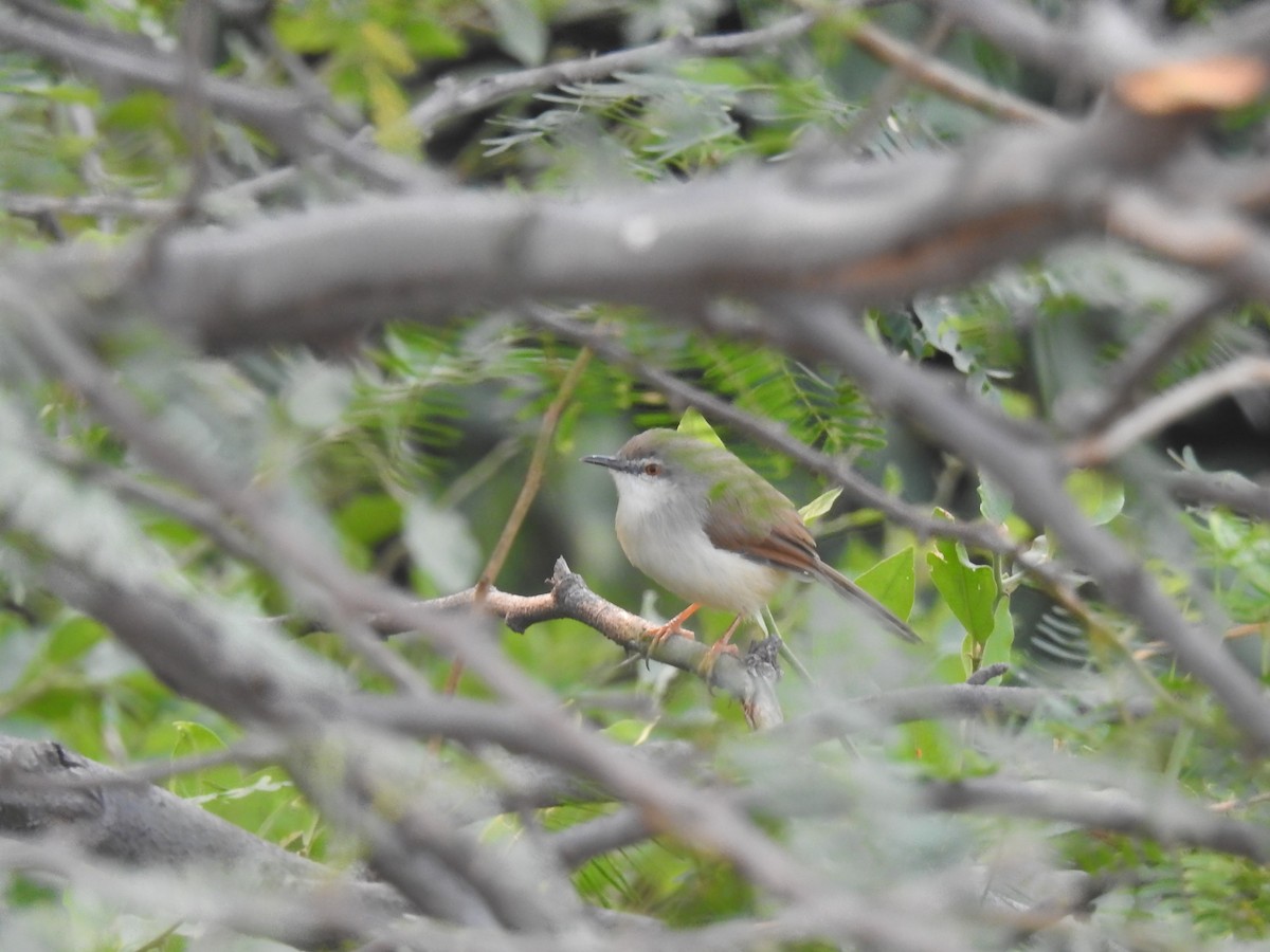 Gray-breasted Prinia - VIBHAV  PERI