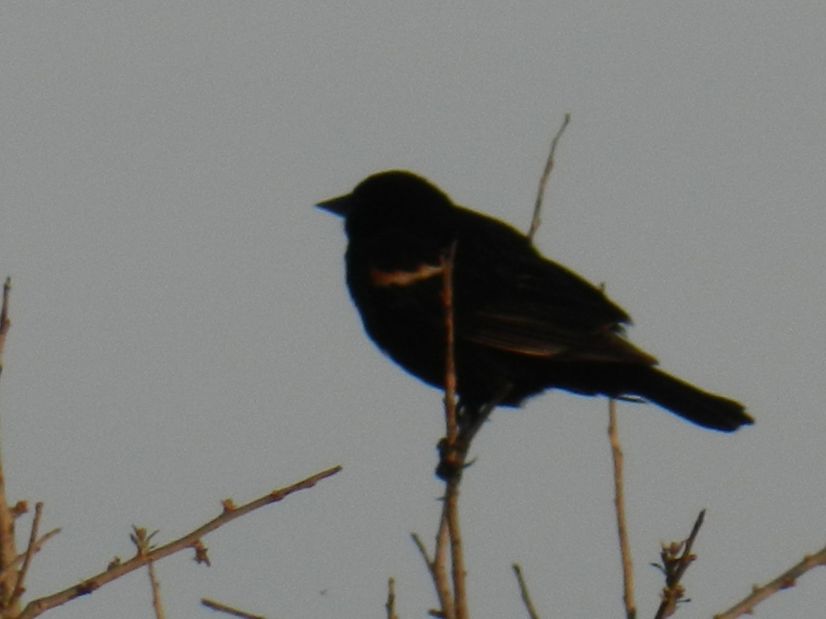 Red-winged Blackbird - ML27671181