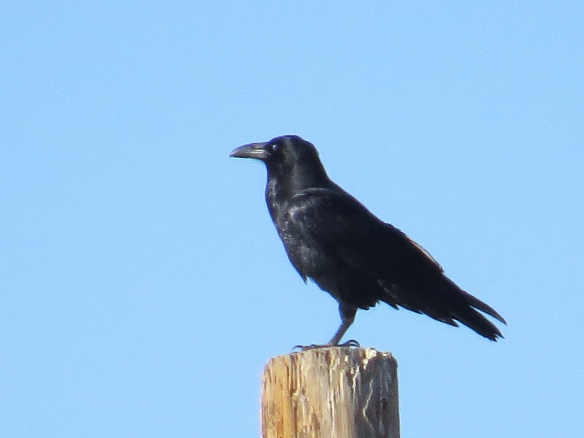raven sp. - ML276712381