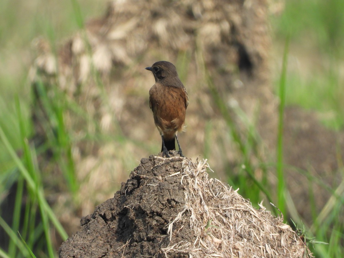 Pied Bushchat - ML276712391