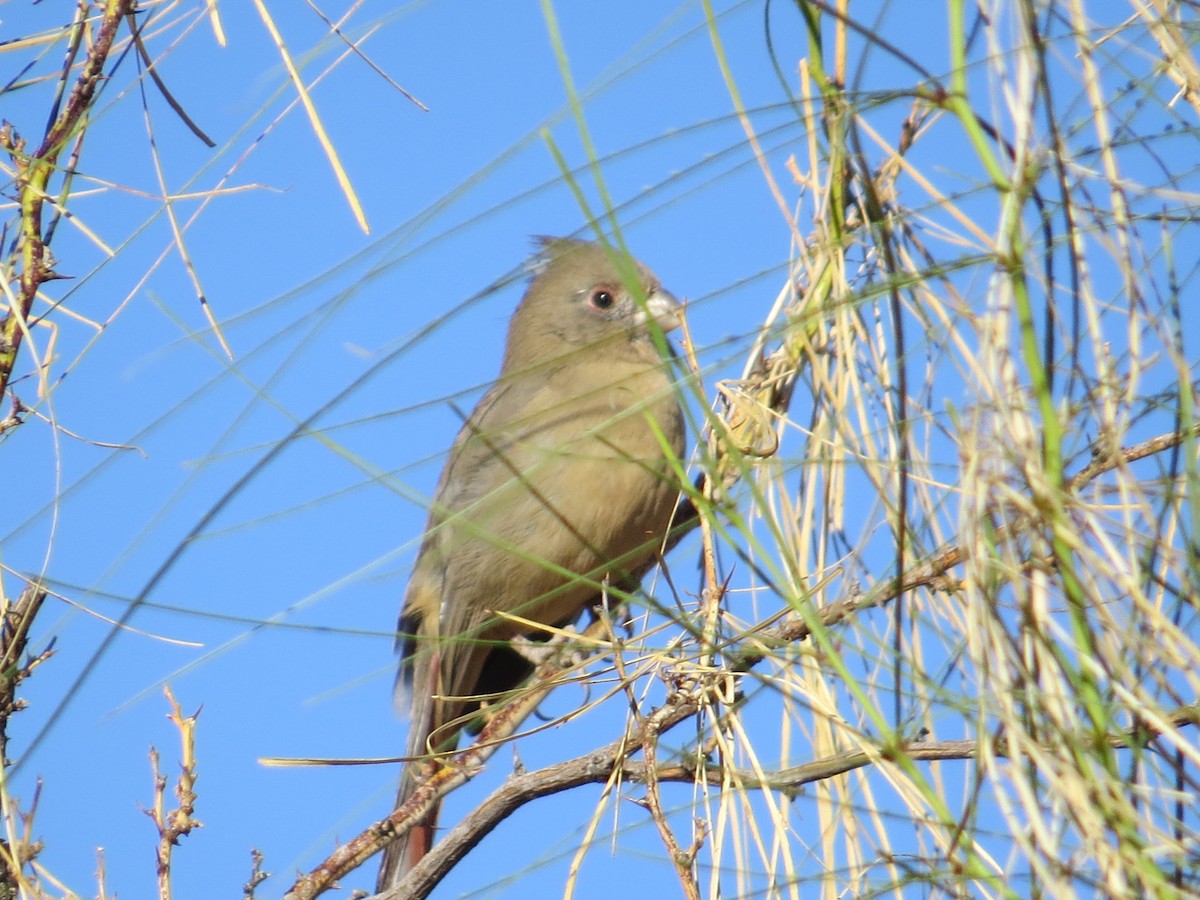 Pyrrhuloxia - ML276712471