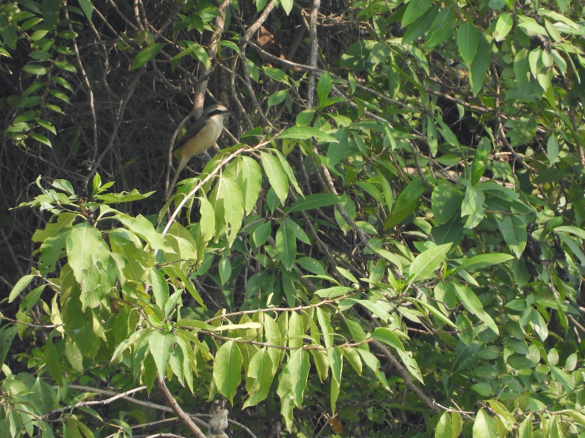 Brown Shrike - ML276713121