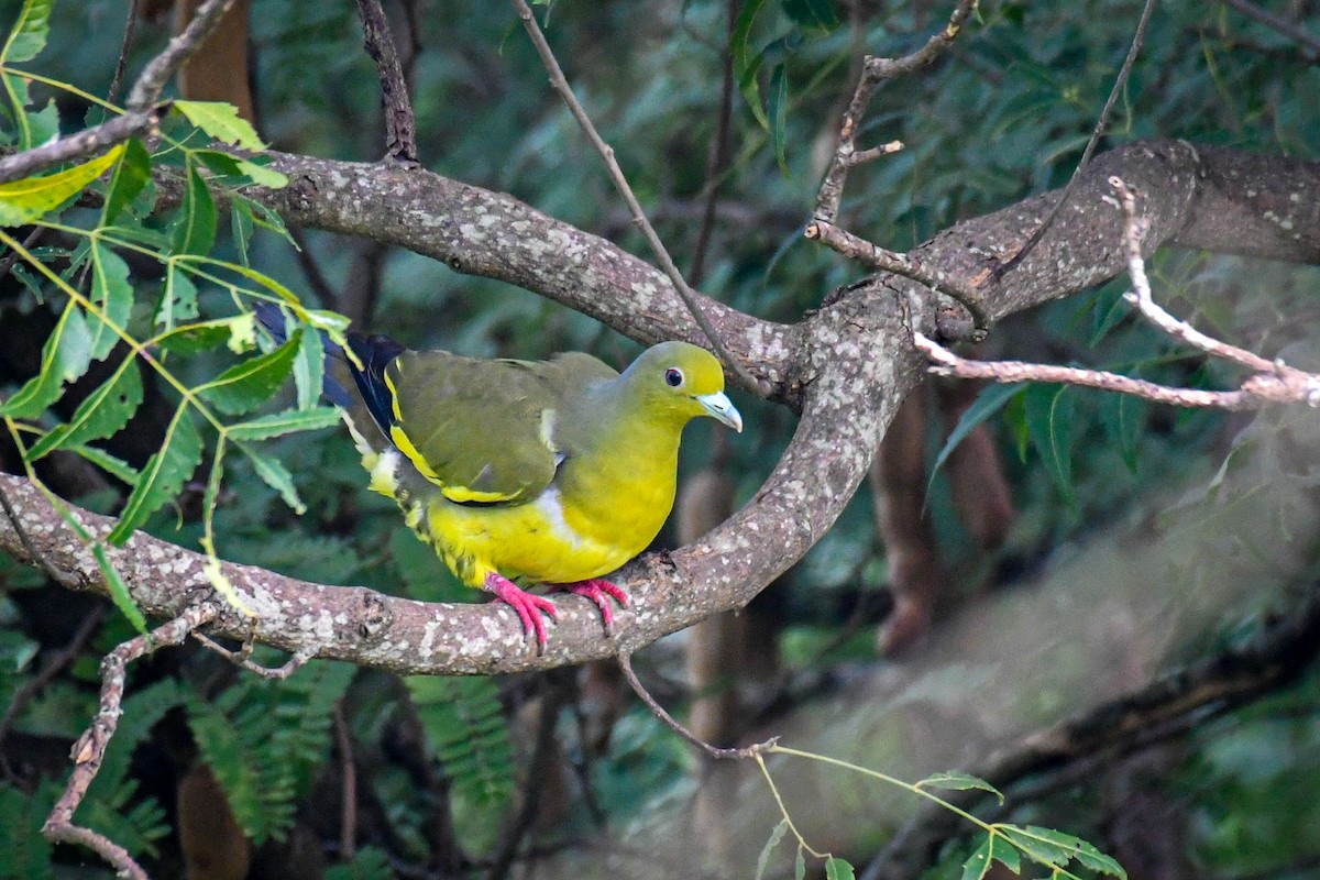 Orange-breasted Green-Pigeon - ML276713391