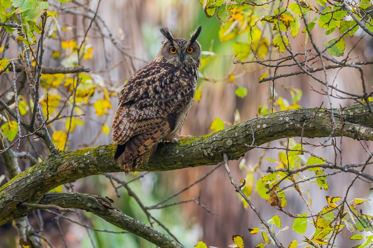 Eurasian Eagle-Owl - Yeray Seminario