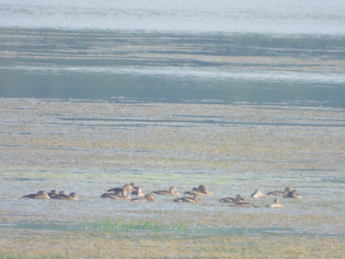 Fulvous Whistling-Duck - ML276714951