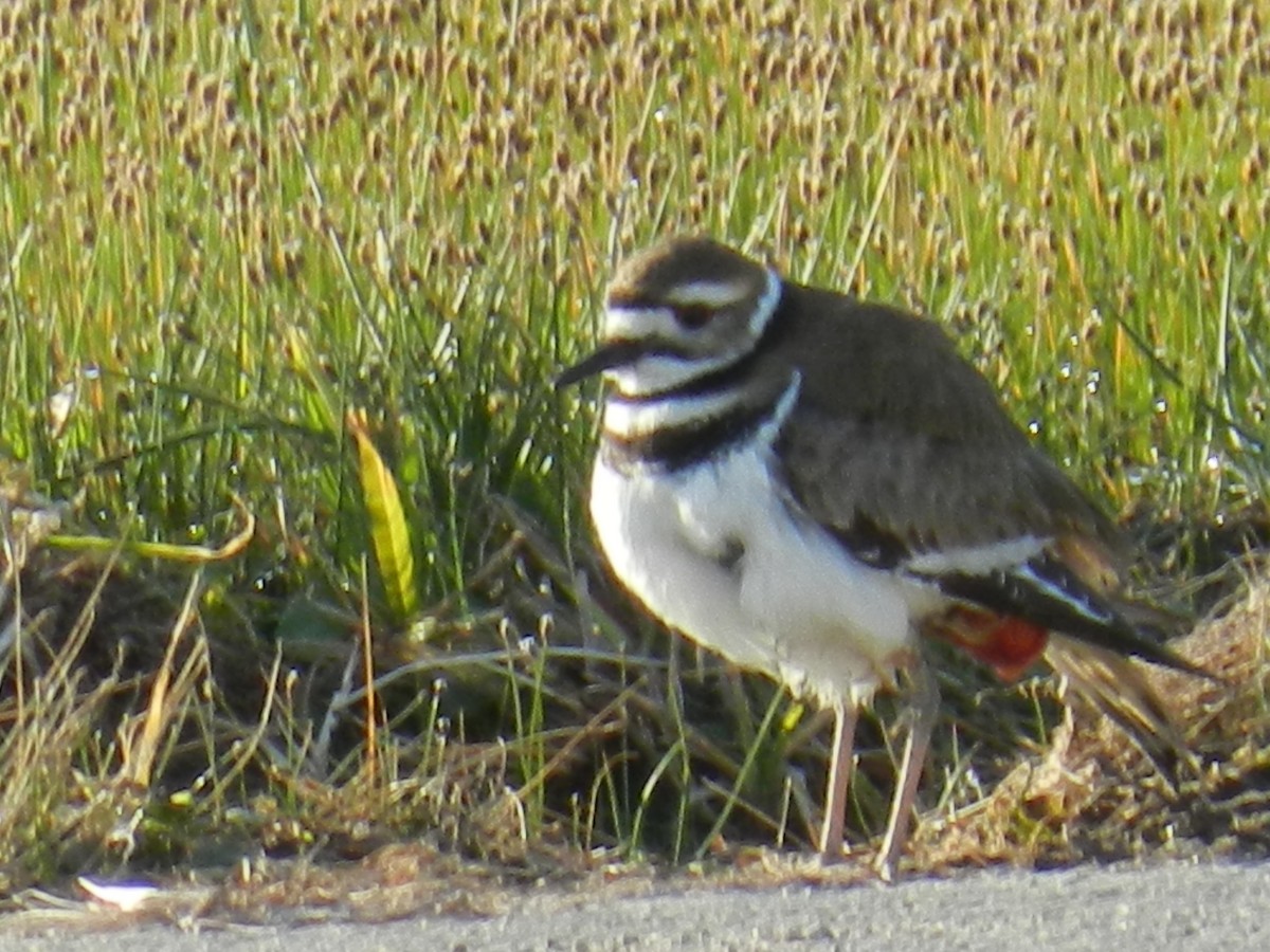 Killdeer - ML27671501