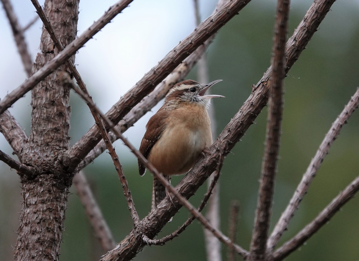 Carolina Wren - ML276715501