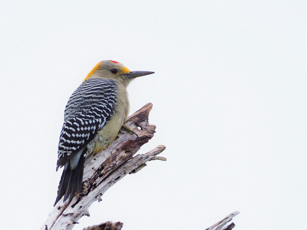 Golden-fronted Woodpecker - ML276716041