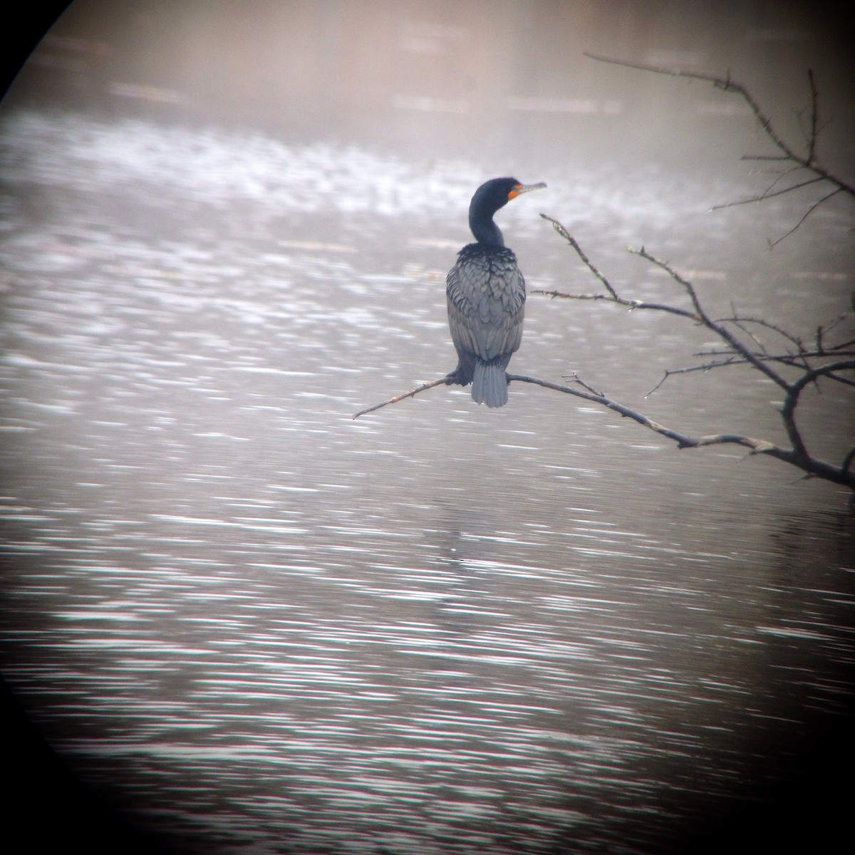 Double-crested Cormorant - Holly Grant