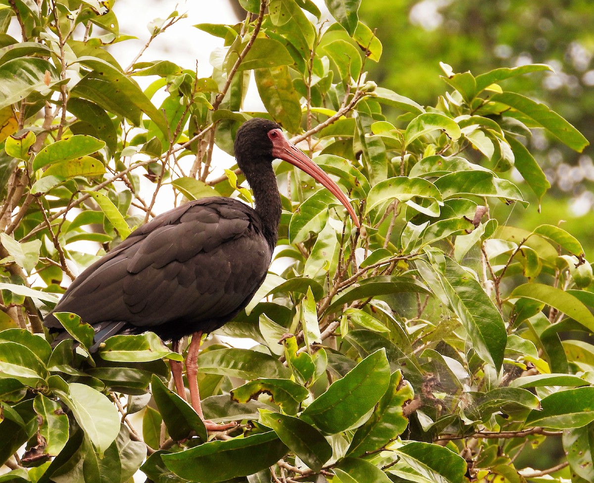 ibis tmavý - ML276717431