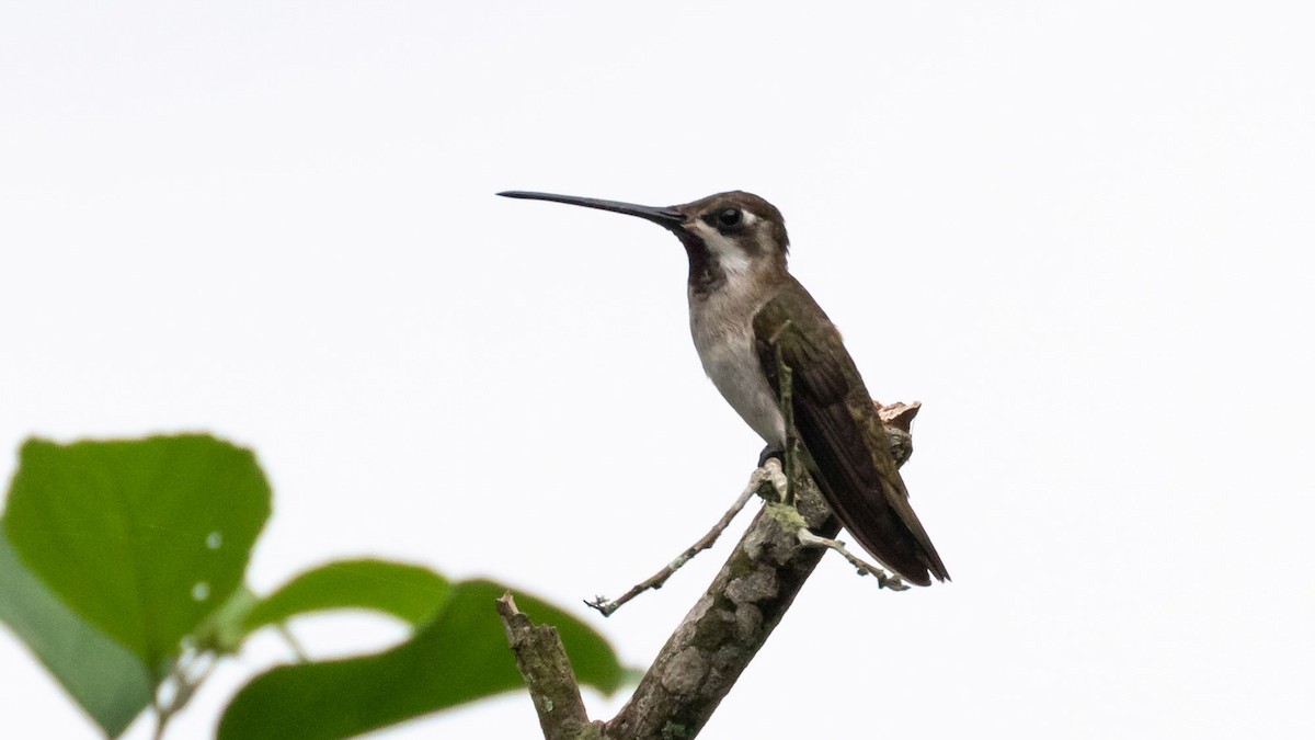 Long-billed Starthroat - ML276718191