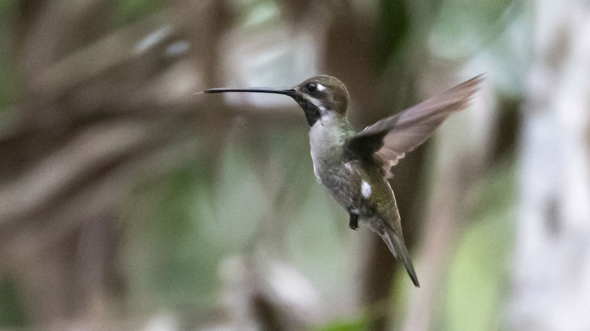 Long-billed Starthroat - ML276718201