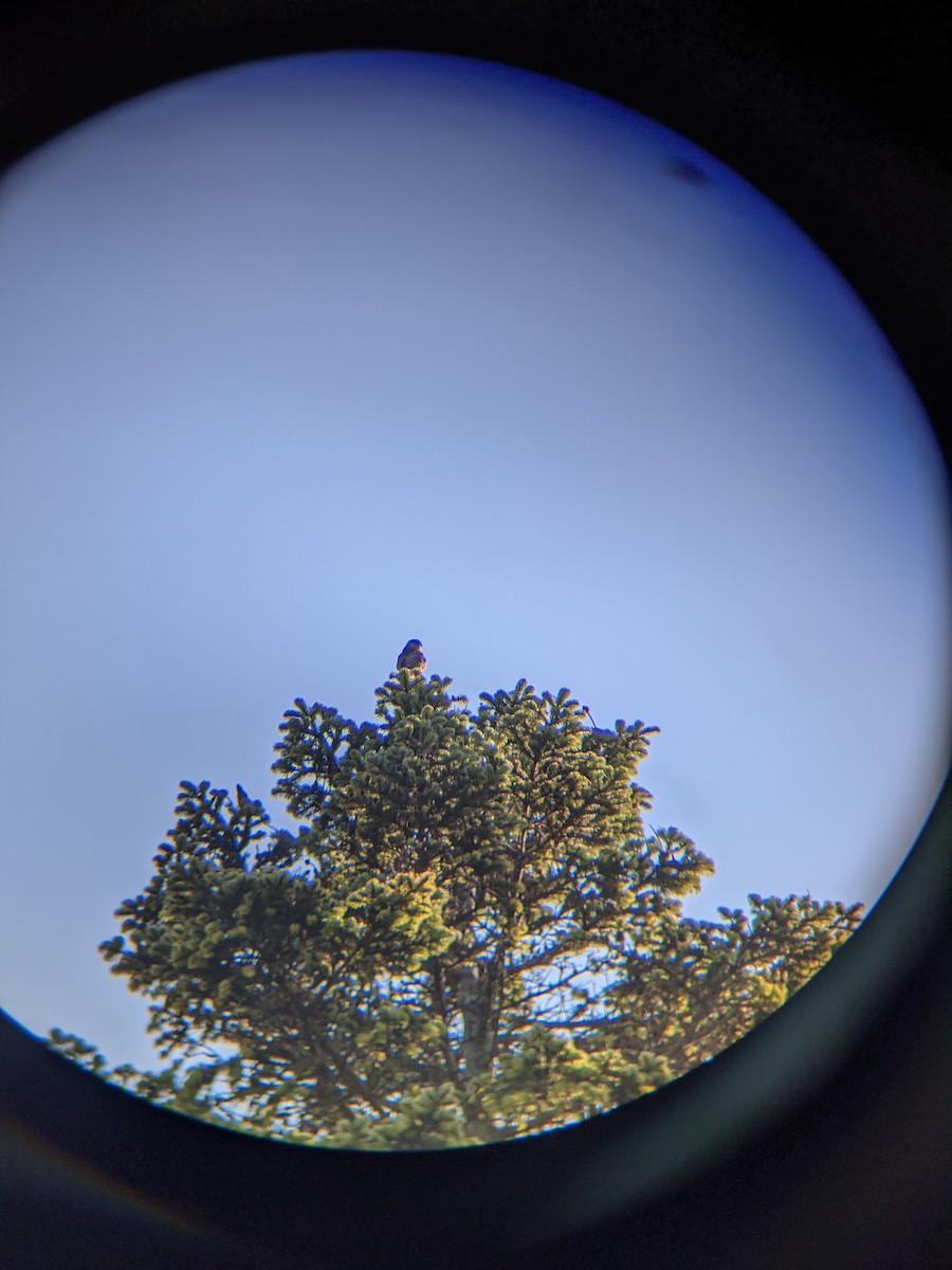 hawk sp. - ML276718311