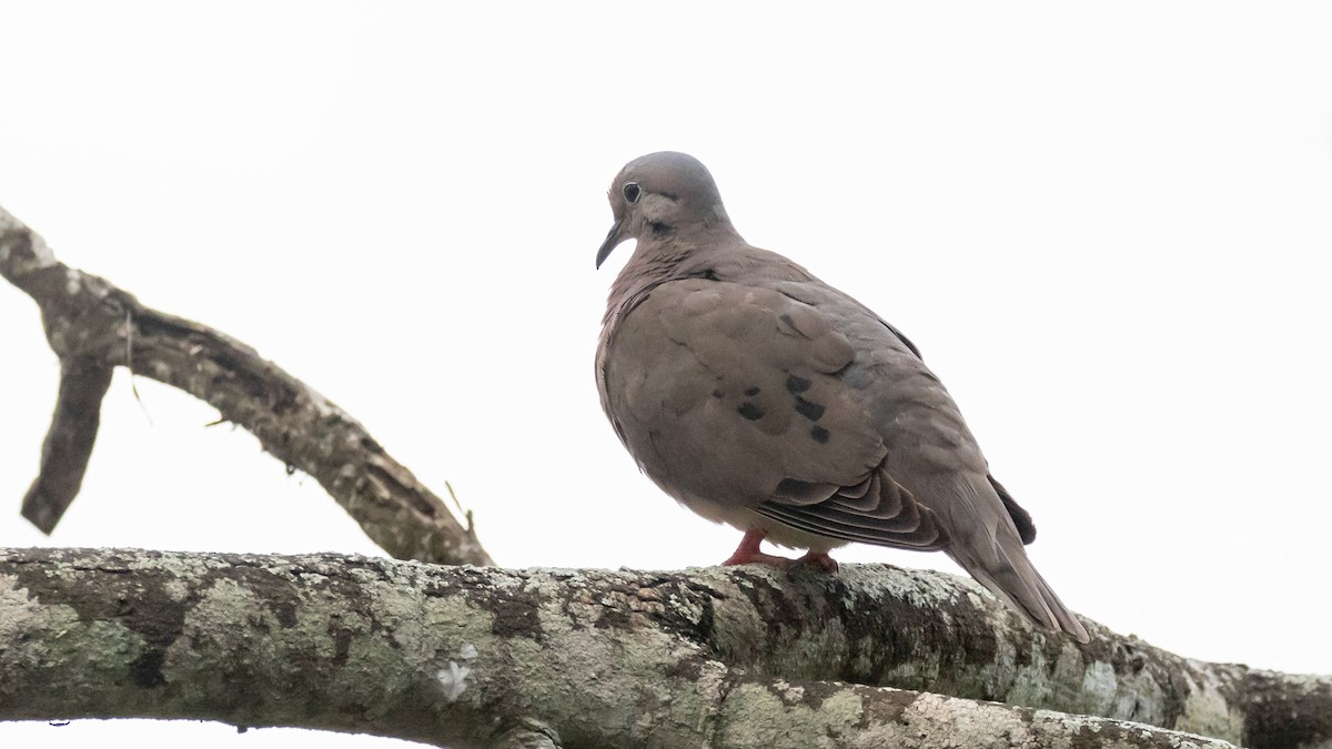 Eared Dove - Rodney Baker