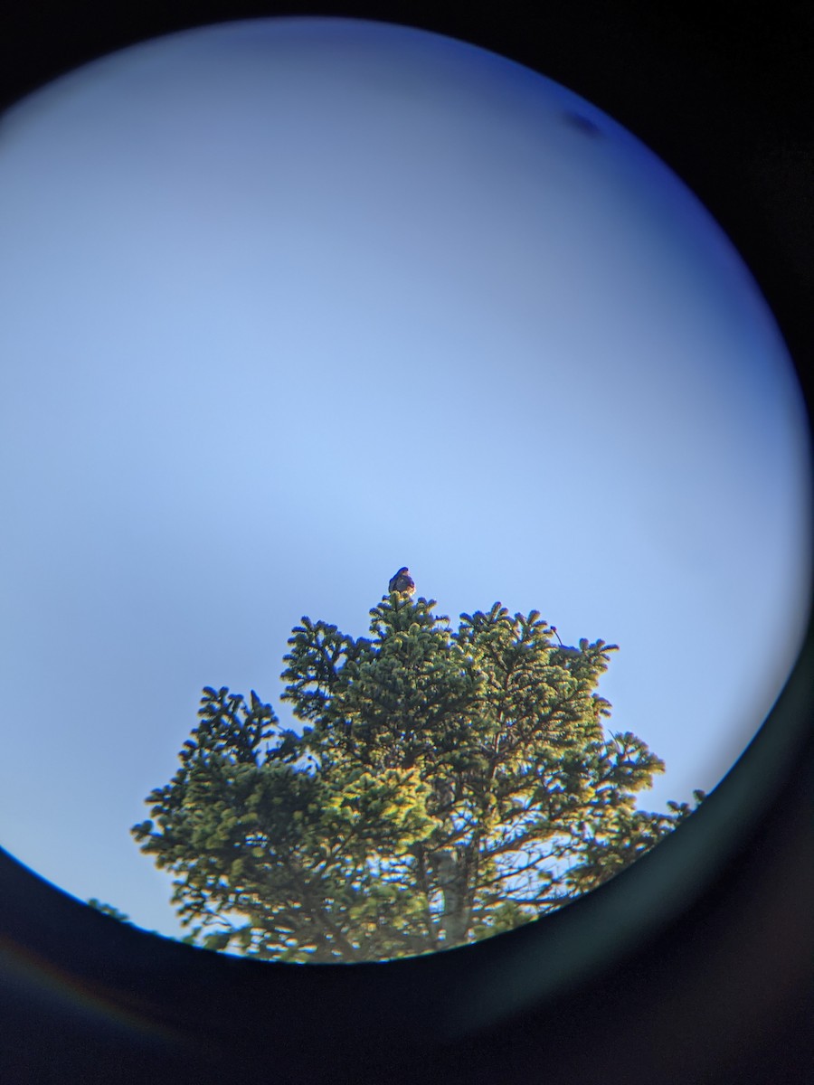 hawk sp. - ML276718691