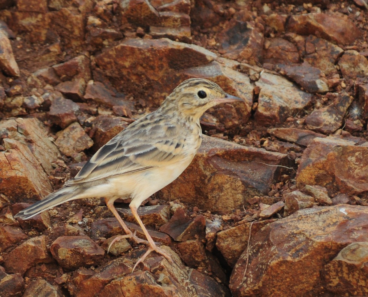 Blyth's Pipit - Kandarp  Andharia