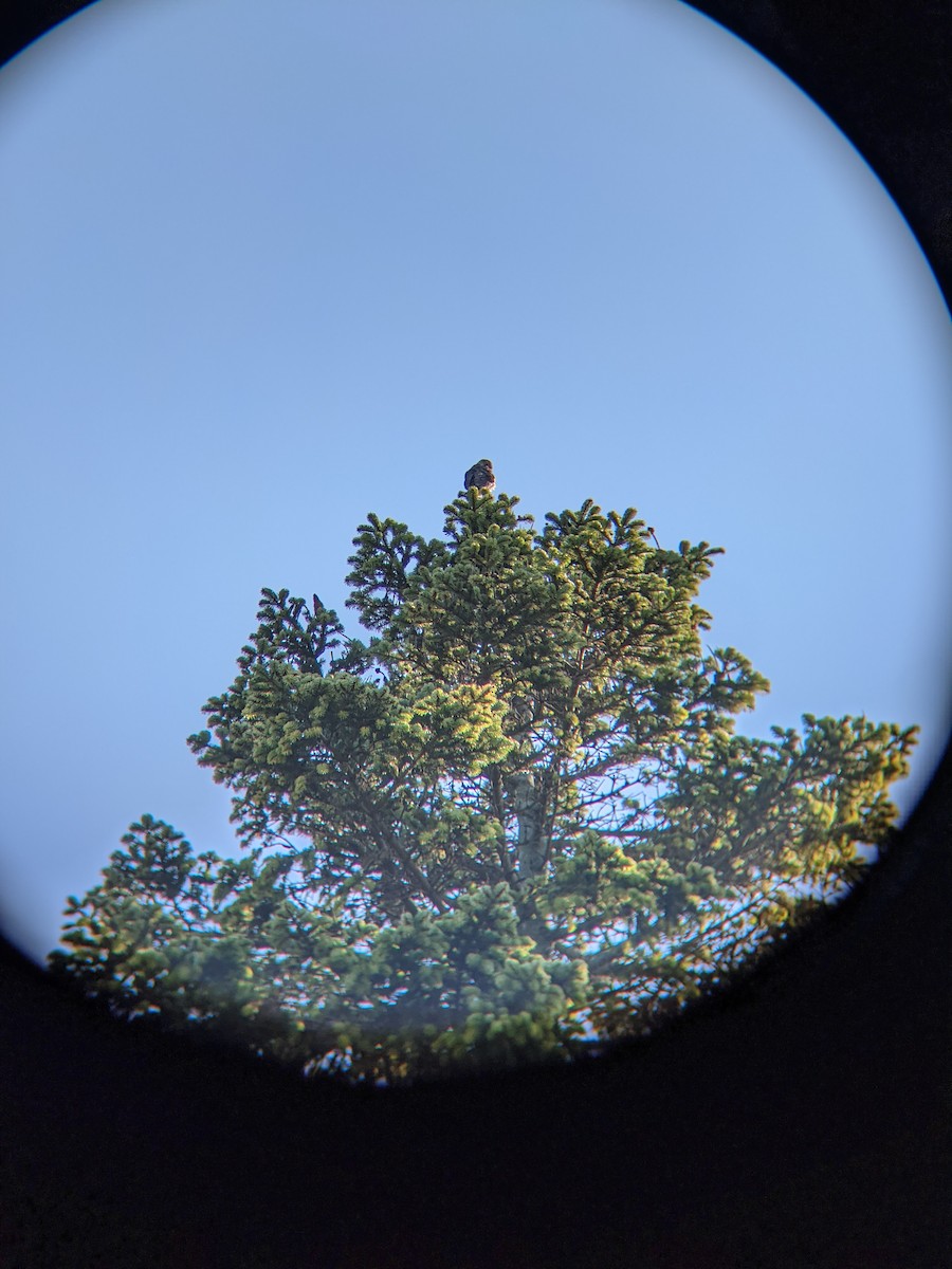 hawk sp. - ML276719381