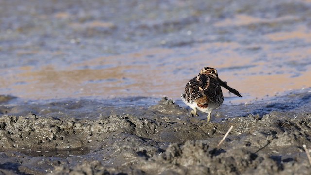 Wilson's Snipe - ML276720161