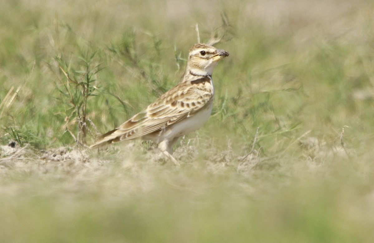 Bimaculated Lark - ML276722021