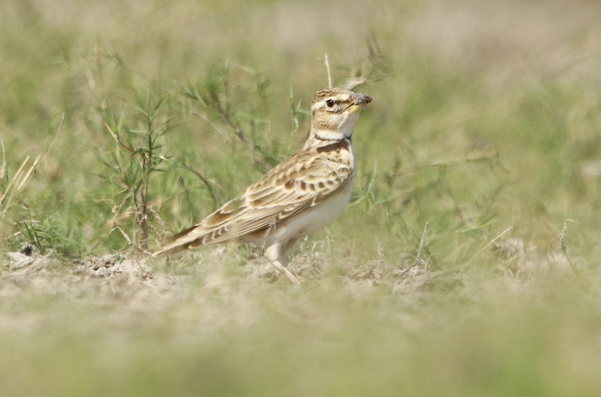 Bimaculated Lark - ML276722031