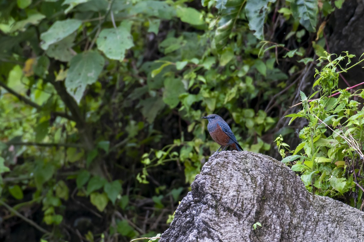 Blue Rock-Thrush - ML276722641