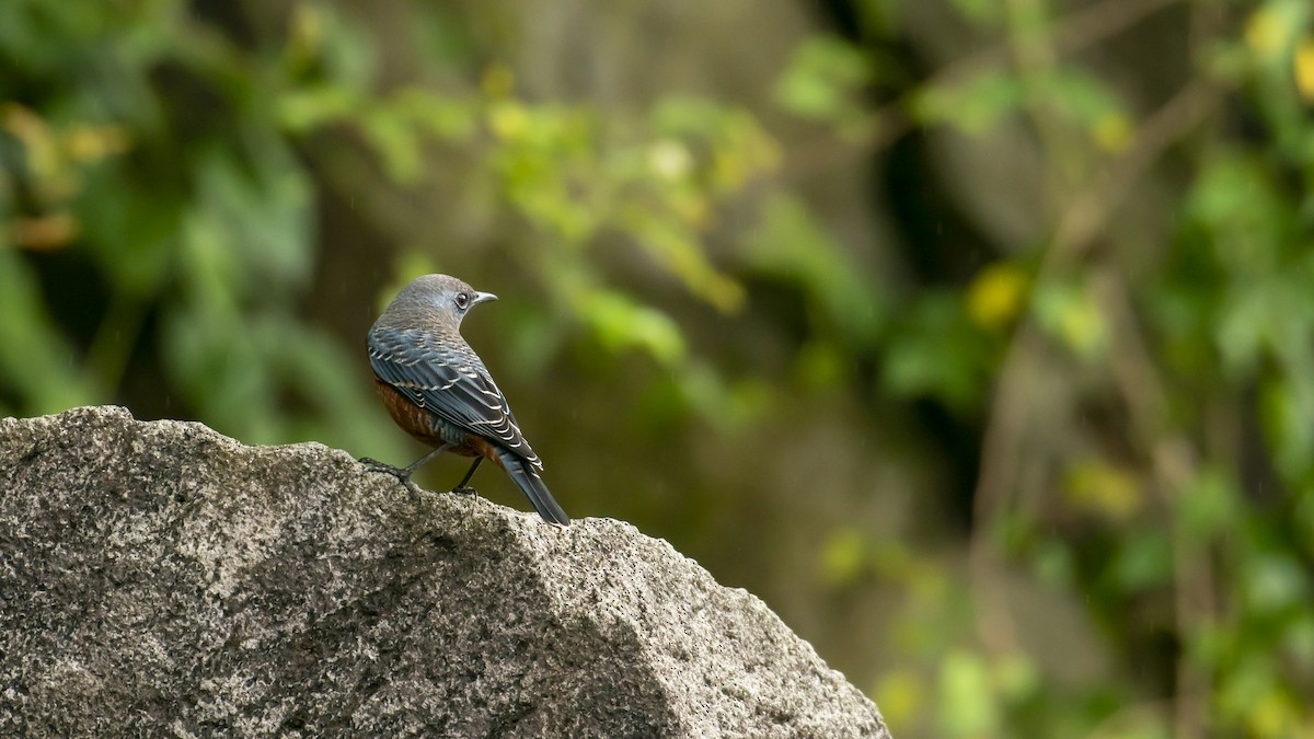 Blue Rock-Thrush - ML276722681