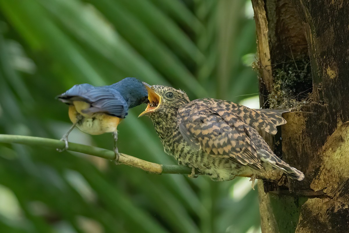 Javan Blue Flycatcher - ML276723171