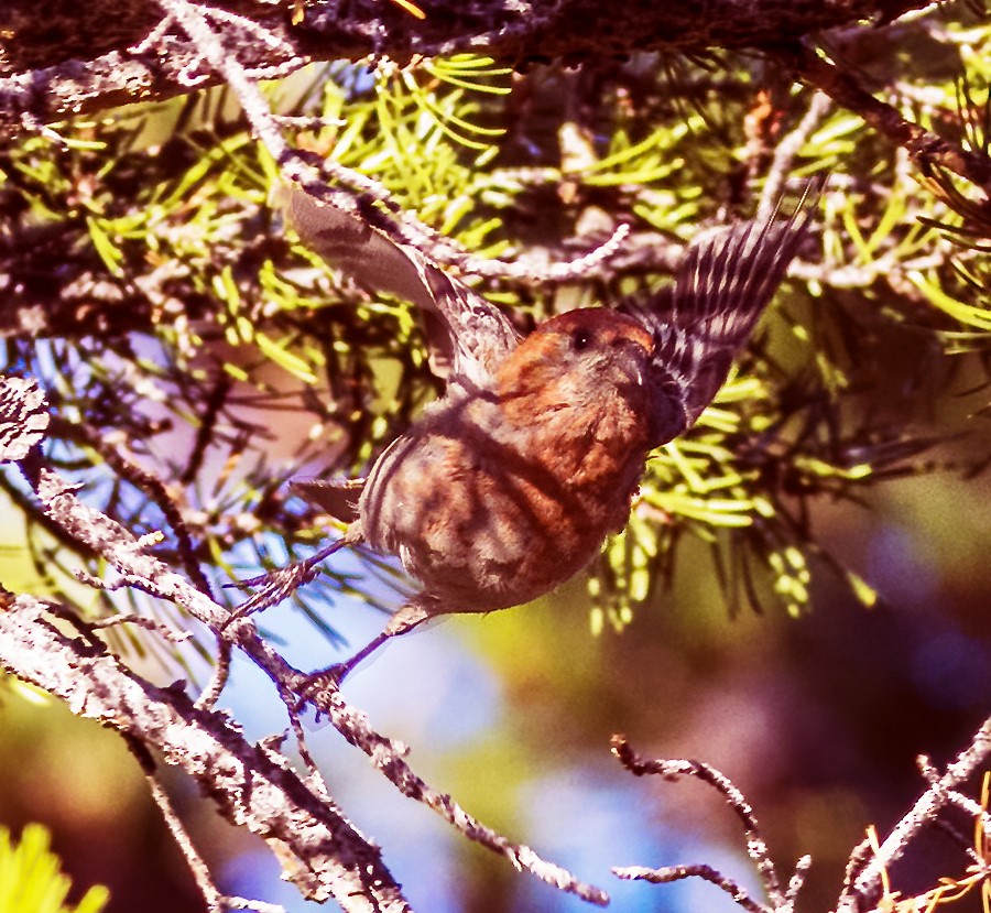 Pine Grosbeak - ML276723591