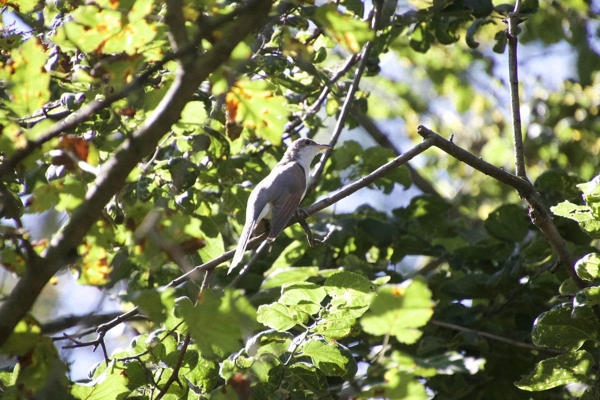 Yellow-billed Cuckoo - ML276724311